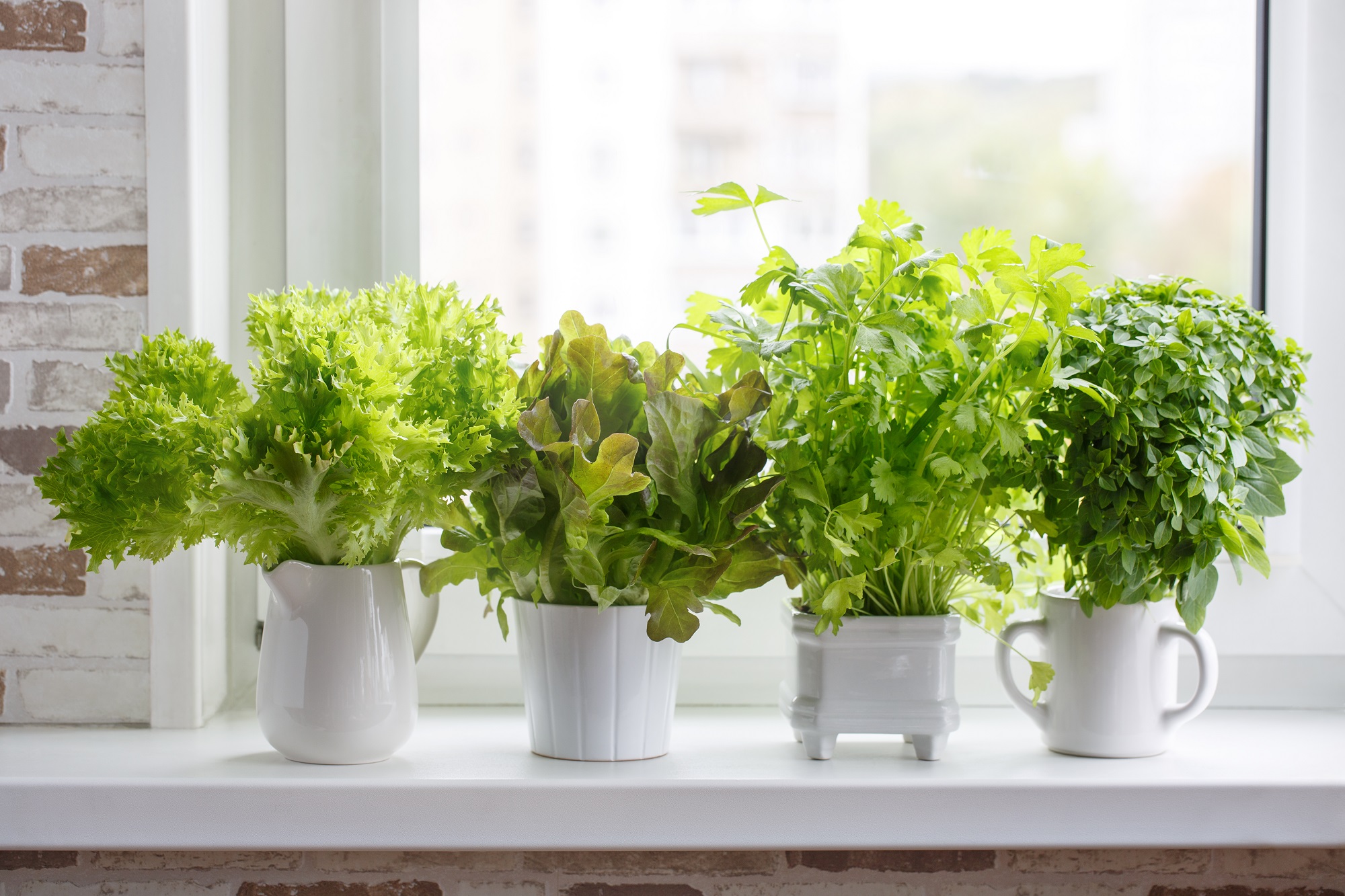 Comment faire pousser des plantes aromatiques en intérieur