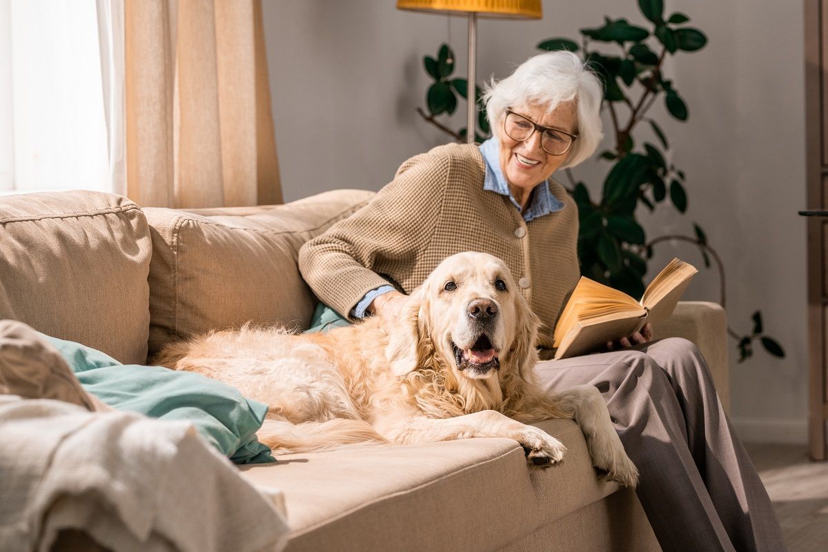 Remboursement des frais vétérinaires : assurez votre animal !