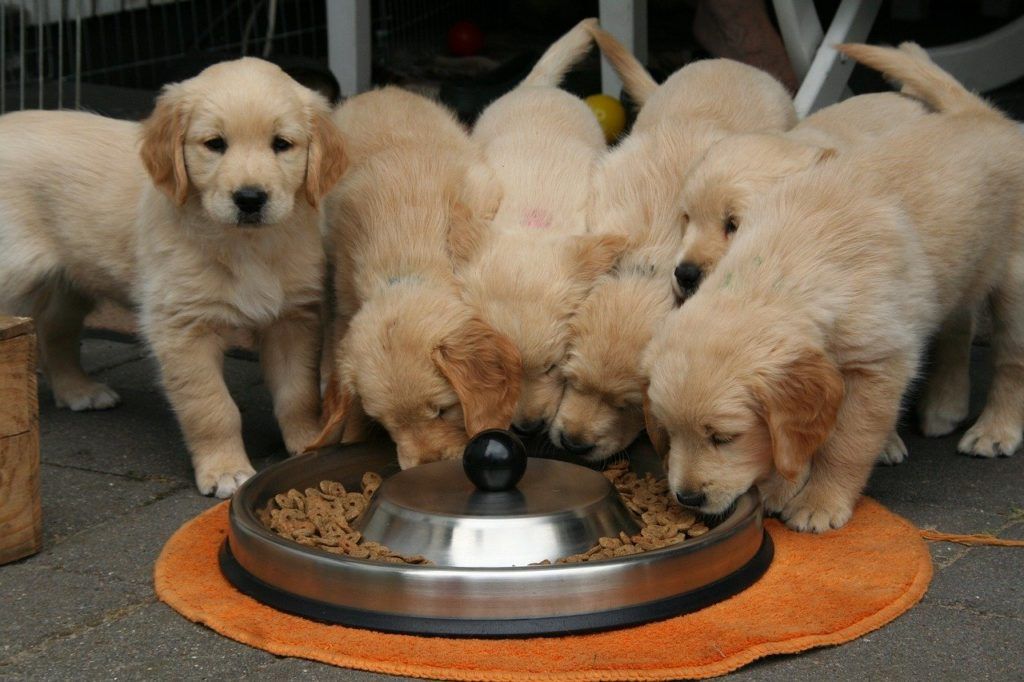 chiens mangeant des croquettes