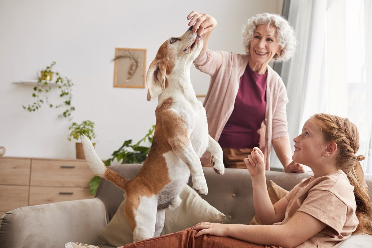 Seniors : comment prendre soin de son animal ?