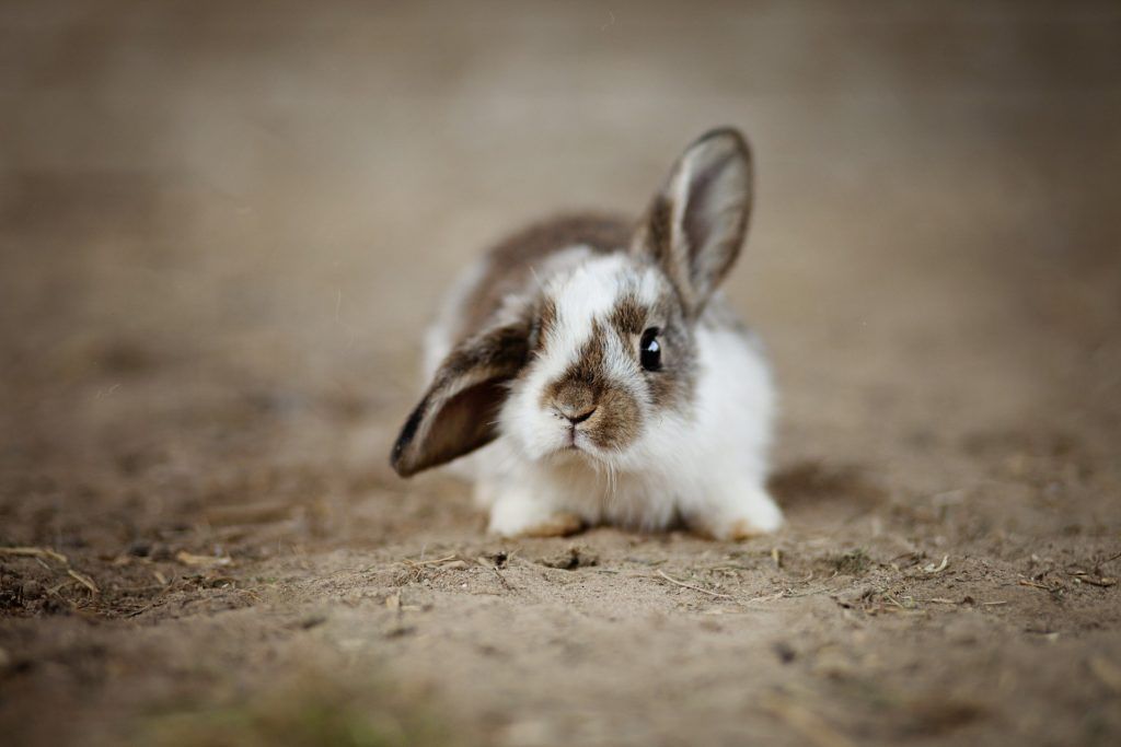 un lapin marron et blanc dont le remboursement des frais vétérinaires est assuré
