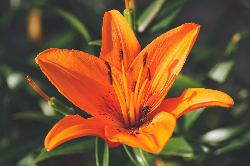 fleur de lys orange