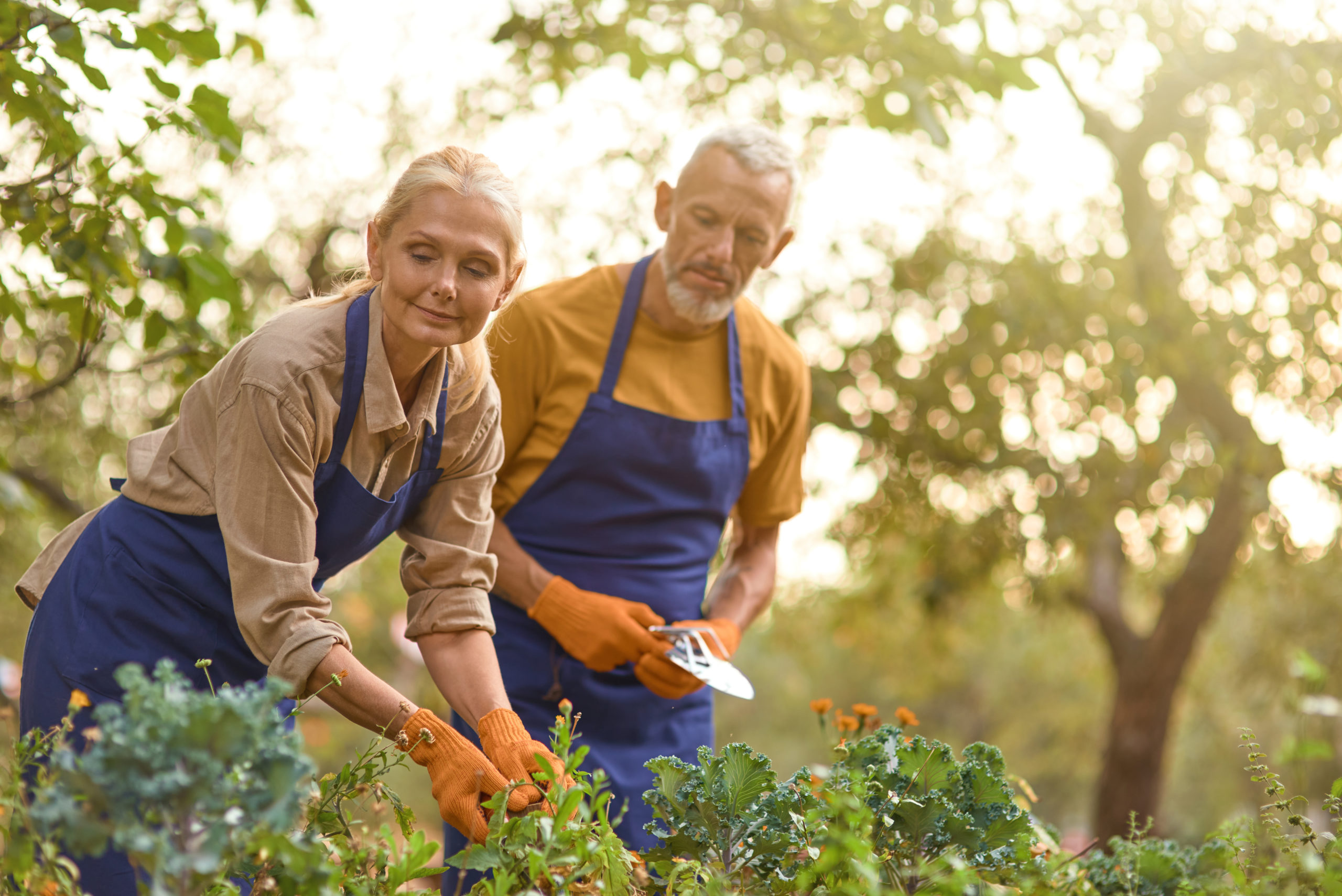 Que faire dans son jardin en automne ?